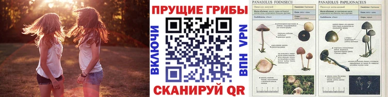 Псилоцибиновые грибы Magic Shrooms  Шахунья 
